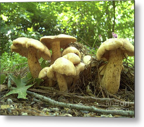 Mushroom Metal Print featuring the photograph Surprise Fungi in Gibbs Garden by Nicole Angell