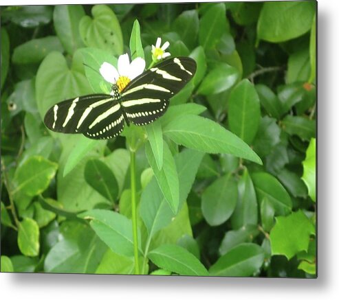 Nature Metal Print featuring the photograph Swallowtail Butterfly on Leaf by Denise Cicchella