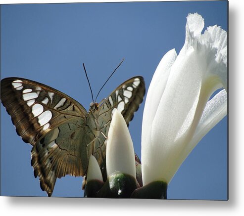 Swallowtail Butterfly Metal Print featuring the photograph Swallowtail Summit by Mafalda Cento