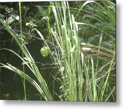 Cyprus Metal Print featuring the photograph Swamp Apple by Denise Cicchella