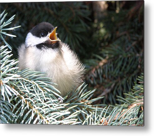 Black Capped Chickadee Metal Print featuring the photograph Sweet Chickadee by Angie Rea