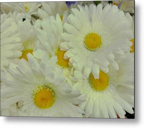 Floral Metal Print featuring the photograph Sweet Daisy Faces by Florene Welebny