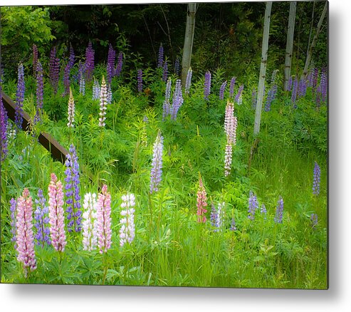 Adirondacks Metal Print featuring the photograph Sweet Flowers of Summer by Lynn Wohlers