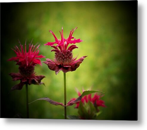  Metal Print featuring the photograph Sweetest Flower by Trish Tritz