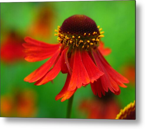 Coneflower Metal Print featuring the photograph Swirling Sneezeweed by Juergen Roth