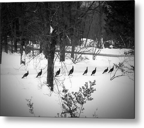Turkey Metal Print featuring the photograph Ten Turkey Stroll on a Thursday, Two Were Out Of Line by Dani McEvoy