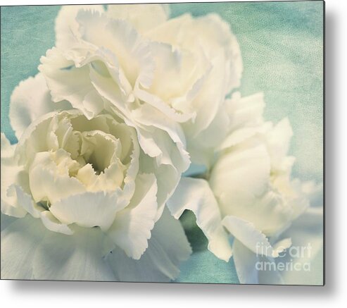 Carnation Metal Print featuring the photograph Tenderly by Priska Wettstein