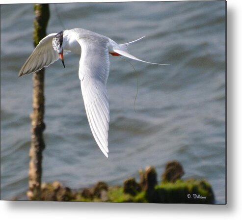 Tern Metal Print featuring the photograph Tern Searching the Water by Dan Williams