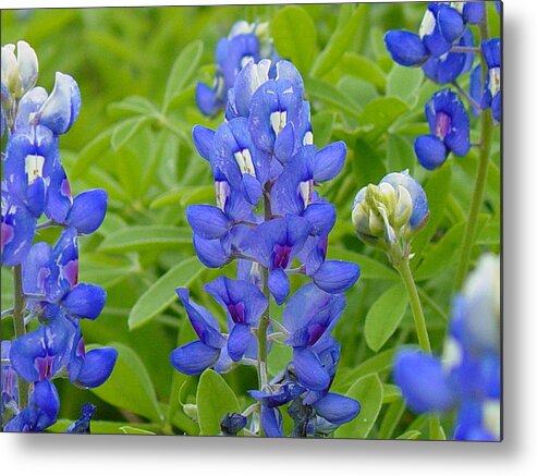 Flower Metal Print featuring the photograph Texas Bluebonnets by Terry Burgess