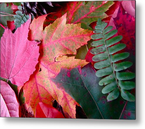 Colorful Fall Leaves Metal Print featuring the photograph Textures of Nature by Lori Miller