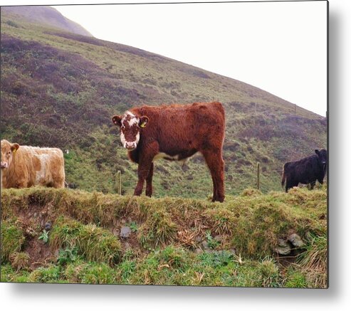 Cows Metal Print featuring the photograph That Feeling Of Being Watched by Richard Brookes