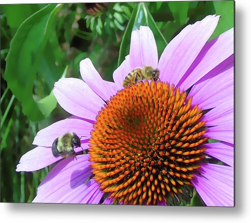 Macro Metal Print featuring the photograph The Bees Feast by Susan Lafleur