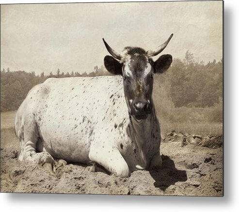 Longhorn Metal Print featuring the photograph The Boss by Robin-Lee Vieira