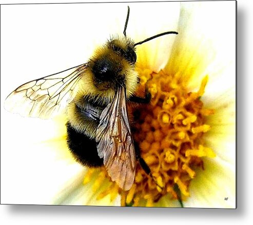 Honeybee Metal Print featuring the photograph The Buzz by Will Borden