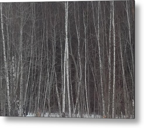 Trees Metal Print featuring the photograph The Dark Beyond The Trees by Jackie Mueller-Jones