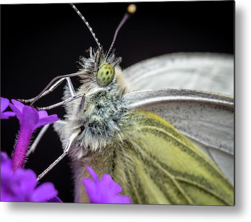 Green Metal Print featuring the photograph The Eye of the Green-Veined Butterfly. by Colin Allen