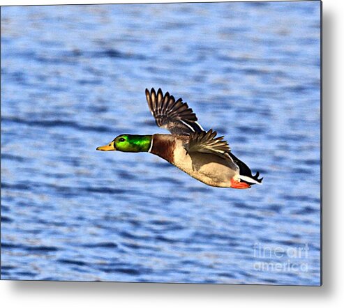 Bird Duck Water Flying Metal Print featuring the photograph The fly by by Robert Pearson