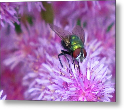 Fly Metal Print featuring the photograph The Fly by Linda Stern