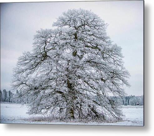 The Frosty Grand Old Oak Metal Print featuring the photograph The Frosty Grand Old Oak by Torbjorn Swenelius