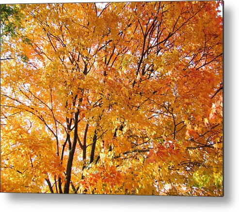 Autumn Metal Print featuring the photograph The Golden Takeover by Robert Knight