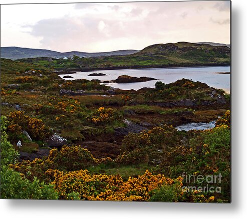 Fine Art Photography Metal Print featuring the photograph The Gorse It Was ABloomin by Patricia Griffin Brett