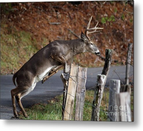 Buck Metal Print featuring the photograph The Jumper by Douglas Stucky