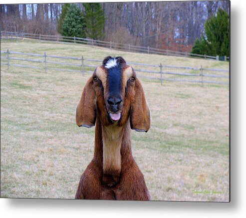 Animals Metal Print featuring the photograph The Name is Billy... by Deborah Crew-Johnson