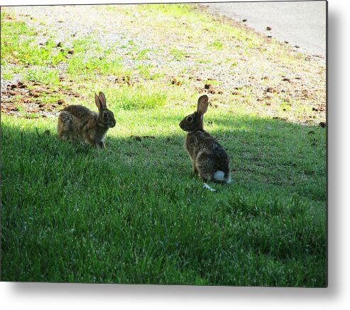 Rabbit Metal Print featuring the photograph The Rabbit Dance by Digital Art Cafe