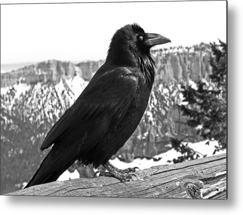 Black And White Metal Print featuring the photograph The Raven - Black and White by Rona Black