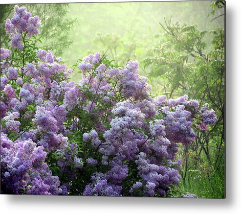 Fog Metal Print featuring the photograph The Scent of Lilacs by David T Wilkinson
