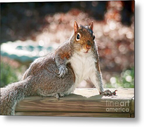 Squirrel Metal Print featuring the photograph The Show Off by Sue Melvin