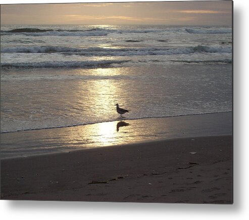 Seagull Metal Print featuring the photograph The Spotlight by Julie Bell