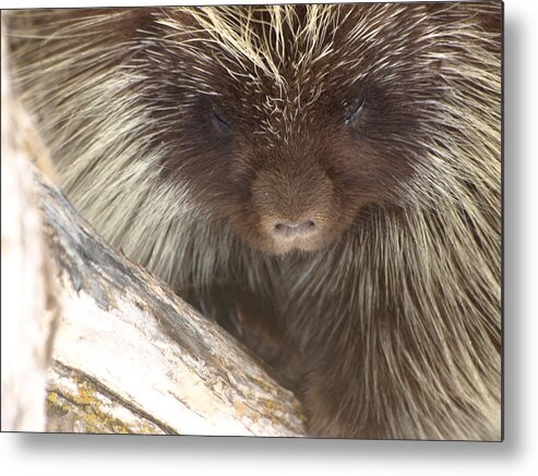 Porcupine Metal Print featuring the photograph The Tender Side Of Porcupine by DeeLon Merritt