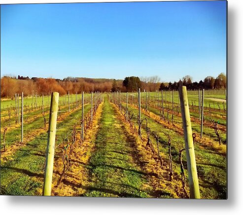 Landscape Metal Print featuring the photograph The Vineyard by Chris Montcalmo