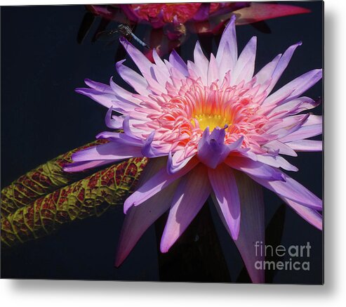 Flowers Metal Print featuring the photograph The Water Lily Pond by Cindy Manero