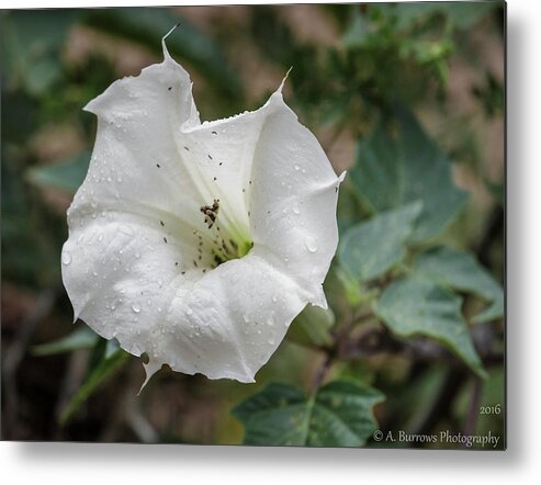 Datura Discolor Metal Print featuring the photograph Thorn Apple Rains by Aaron Burrows