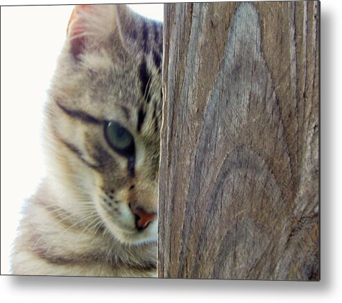 Cat Tabby Feline Animal Tabby Pet Nature Portrait Metal Print featuring the photograph Thoughts by Jan Gelders