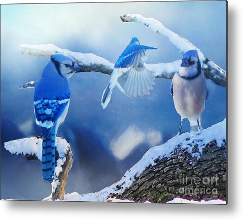 Bluejay Metal Print featuring the photograph Three Bluejays in Winter by Janette Boyd