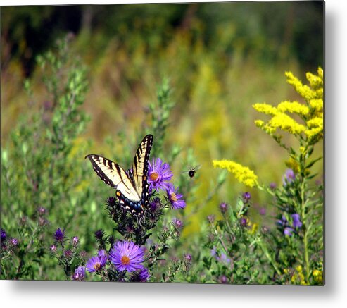 Tiger Swallowtail Metal Print featuring the photograph Tiger Swallowtail and Bee by George Jones