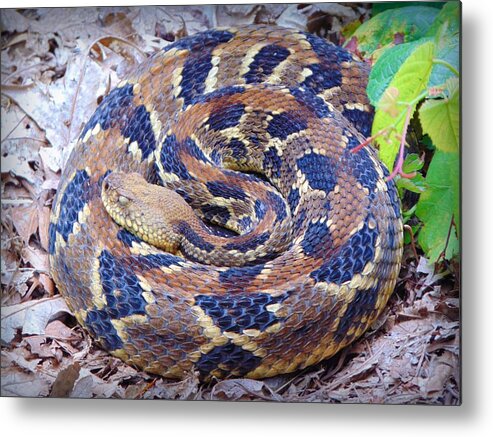 Snake Metal Print featuring the photograph Timber Rattler by Richie Parks