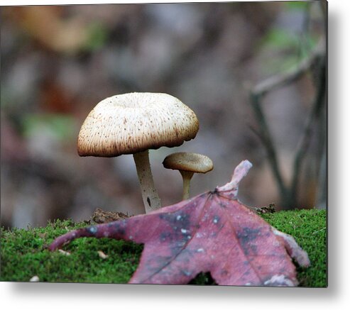 Toad Stool Metal Print featuring the photograph Toad Stool IV by Creative Solutions RipdNTorn