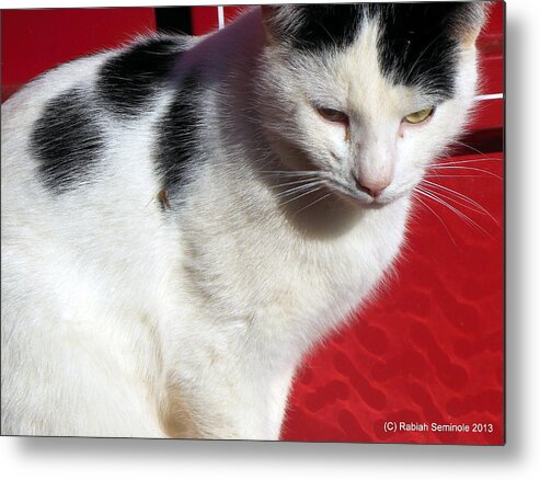 Cats Metal Print featuring the photograph Tom Barn Cat by Rabiah Seminole