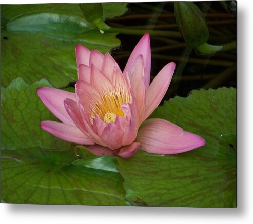 Water Lilly Metal Print featuring the photograph Touch of Pink by Karen Wiles