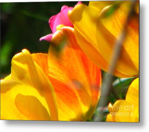 Tulip Metal Print featuring the photograph Transparency by Roxy Riou