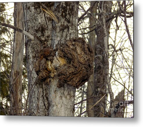 Tree Metal Print featuring the photograph Tree Wart by William Tasker