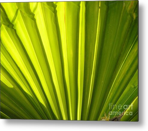 Pleated Palm Leaf Metal Print featuring the photograph Tropical fan by Mafalda Cento