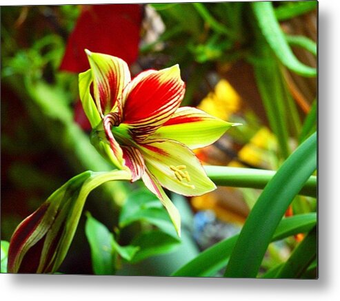 Tropical Metal Print featuring the photograph Tropical Flower by Tammy Bullard