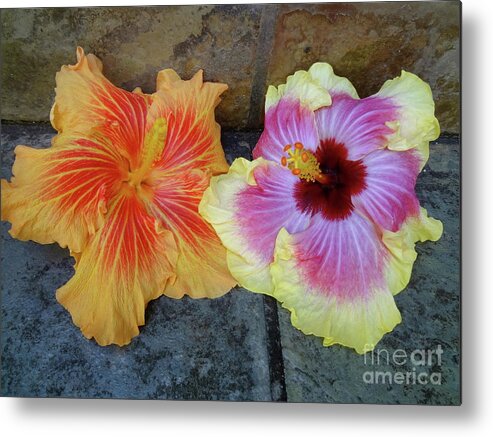 Hibiscus Metal Print featuring the photograph Tropical Pair by Jenny Lee