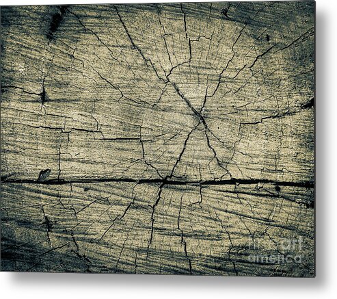 Nature Metal Print featuring the photograph Trunk Surface by Fei A