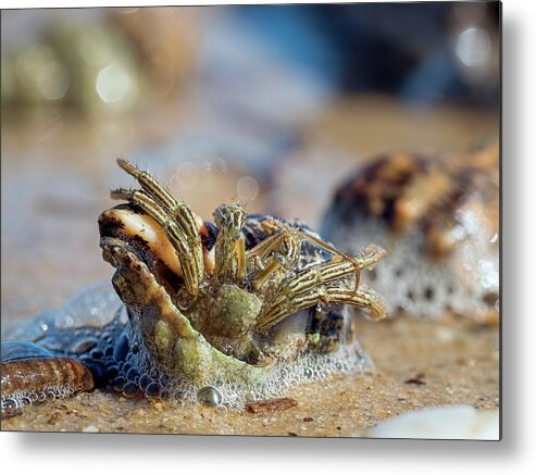 Crab Metal Print featuring the photograph Trying to Move by Brad Boland